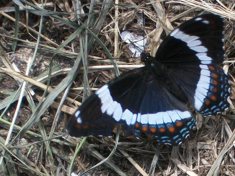 Black Butterfly on Grass — Calm