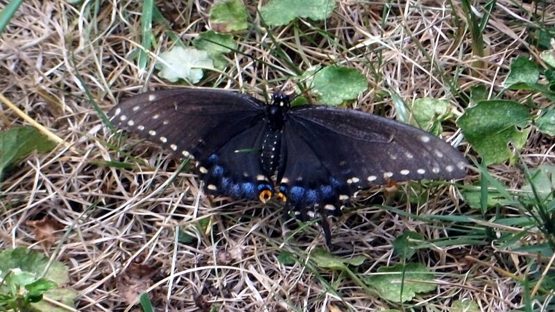 black butterfly on grass