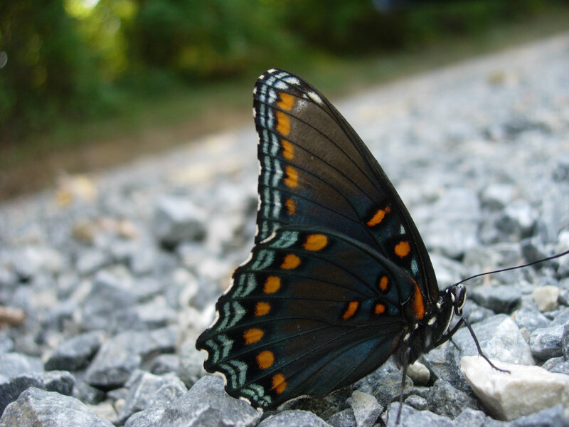 black butterfly on gravel
