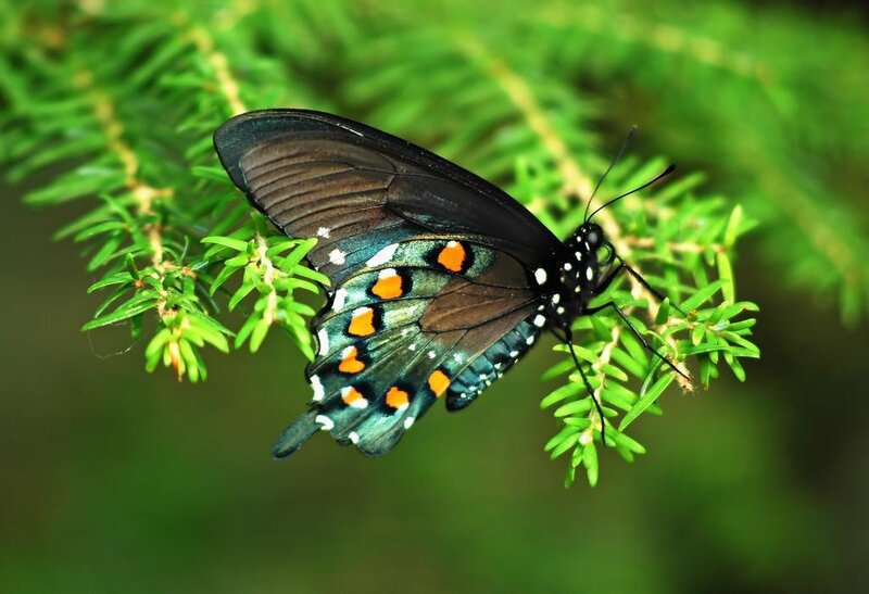 black butterfly on green branch