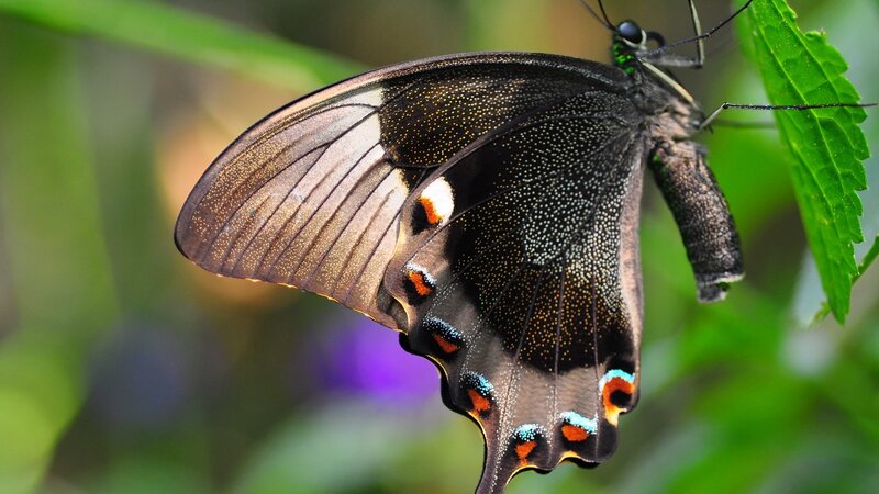 black butterfly on green leaf