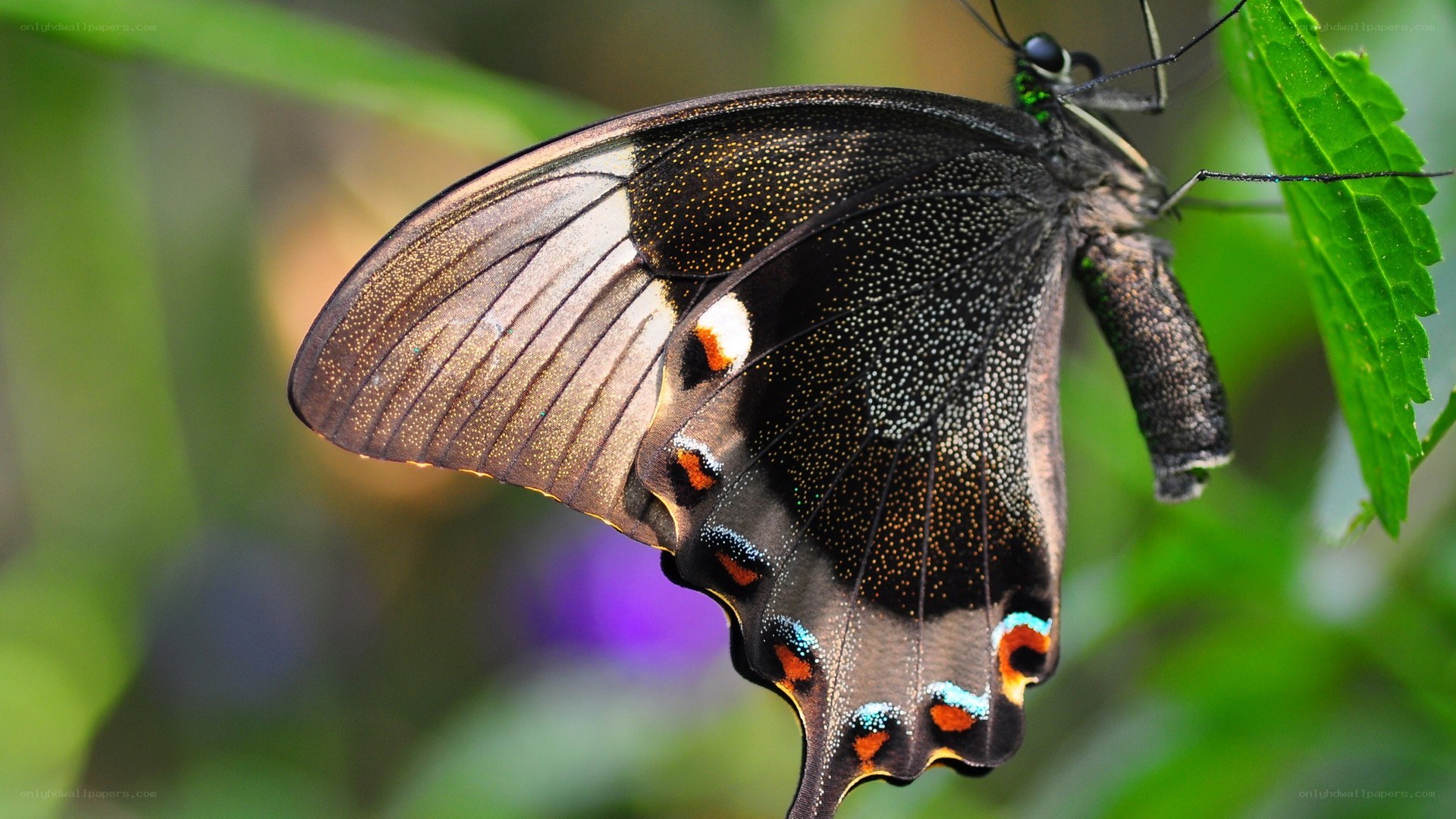 black butterfly on green leaf