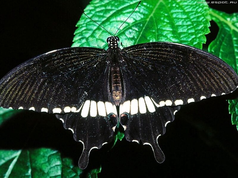 black butterfly on green leaf