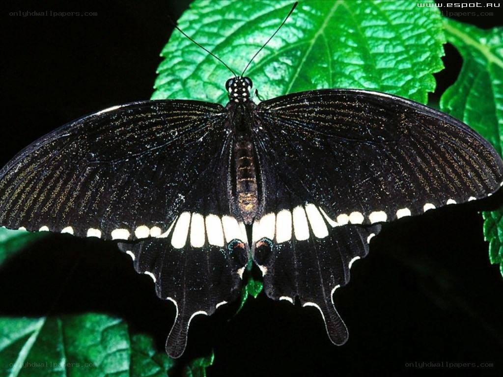black butterfly on green leaf