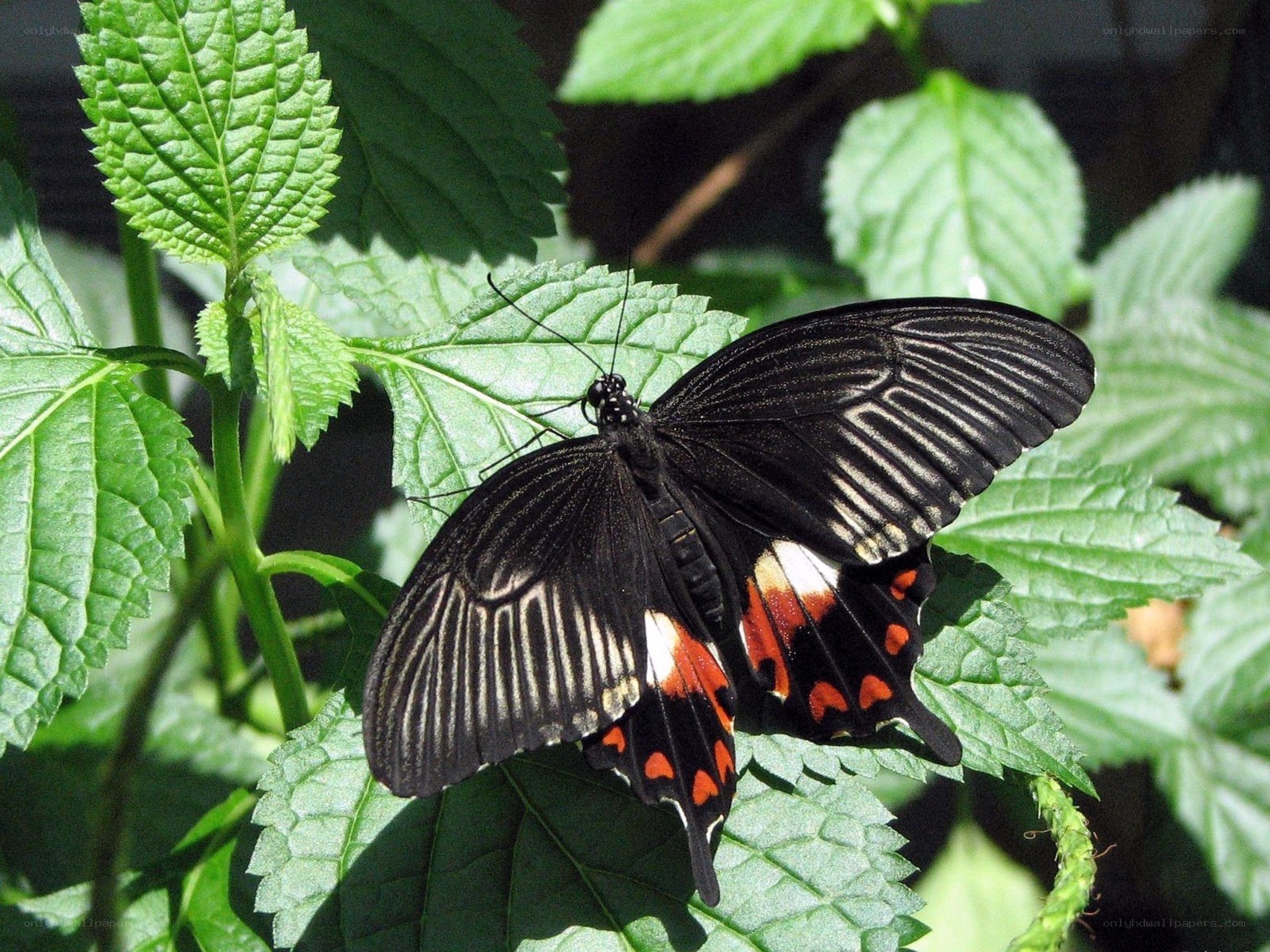 black butterfly on green leaf