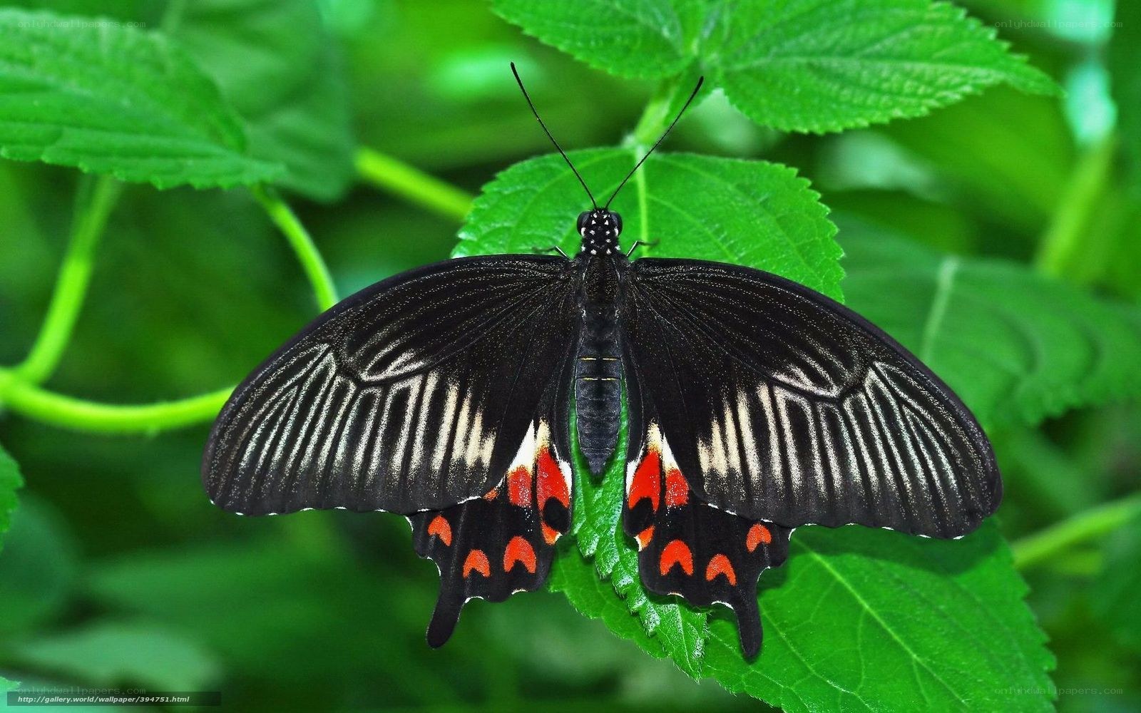 black butterfly on green leaf