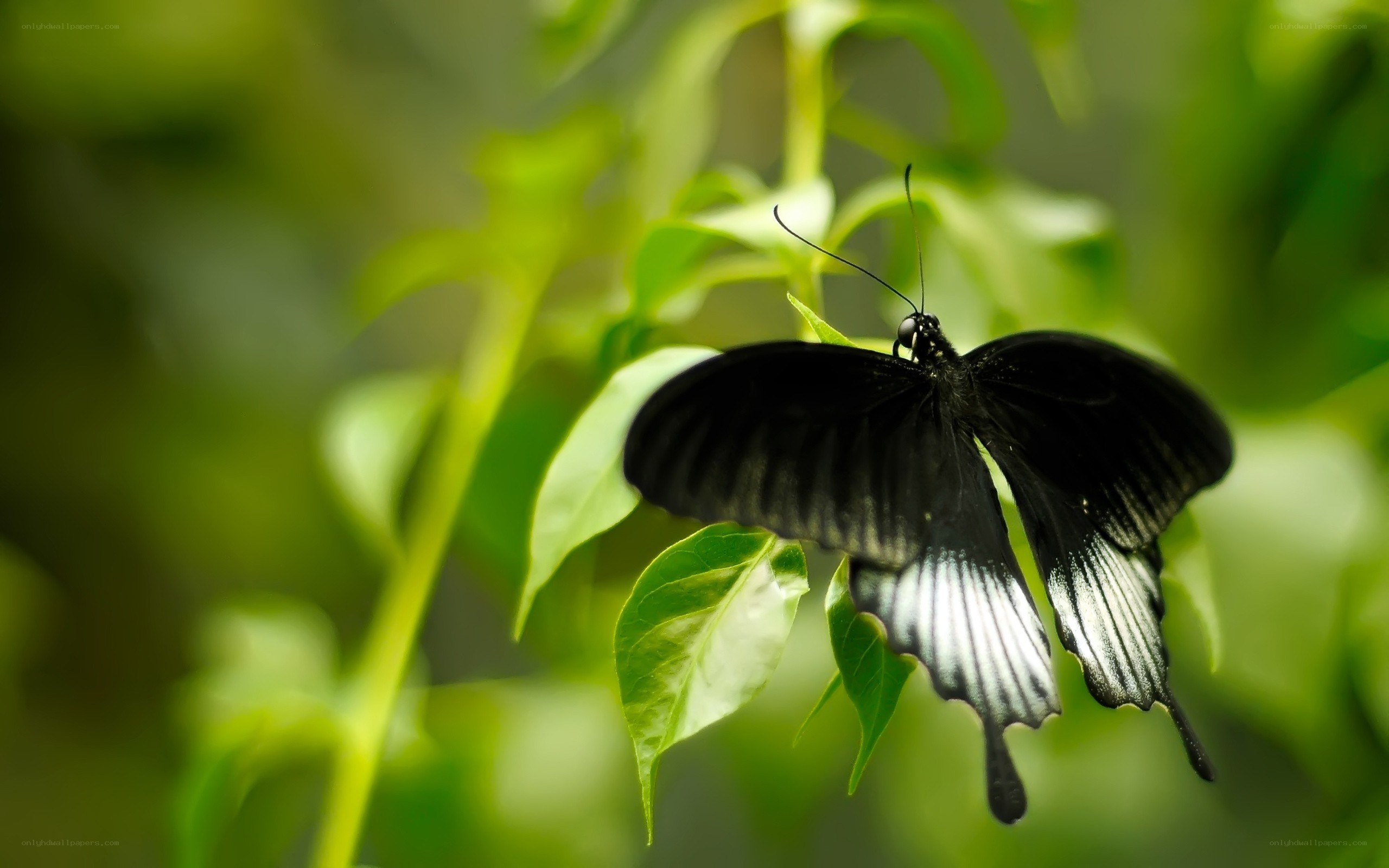 Black butterfly on green leaf