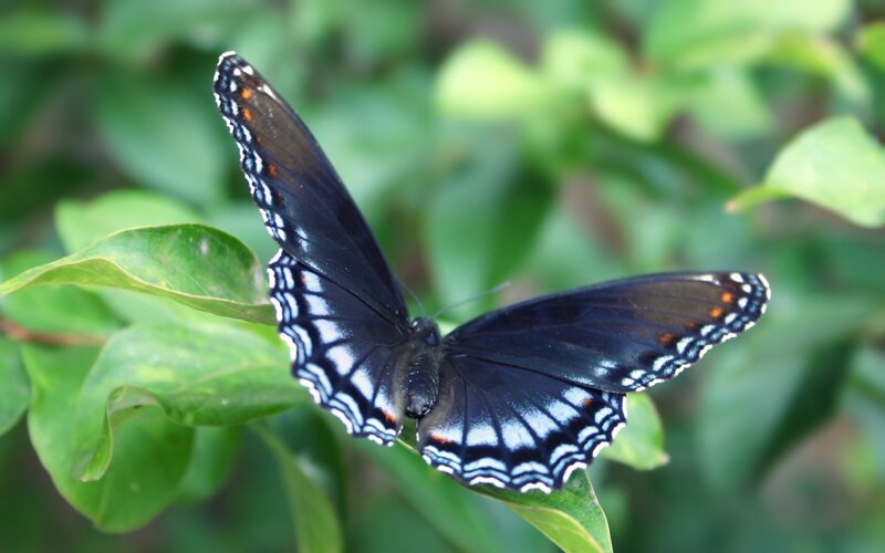 black butterfly on green leaf