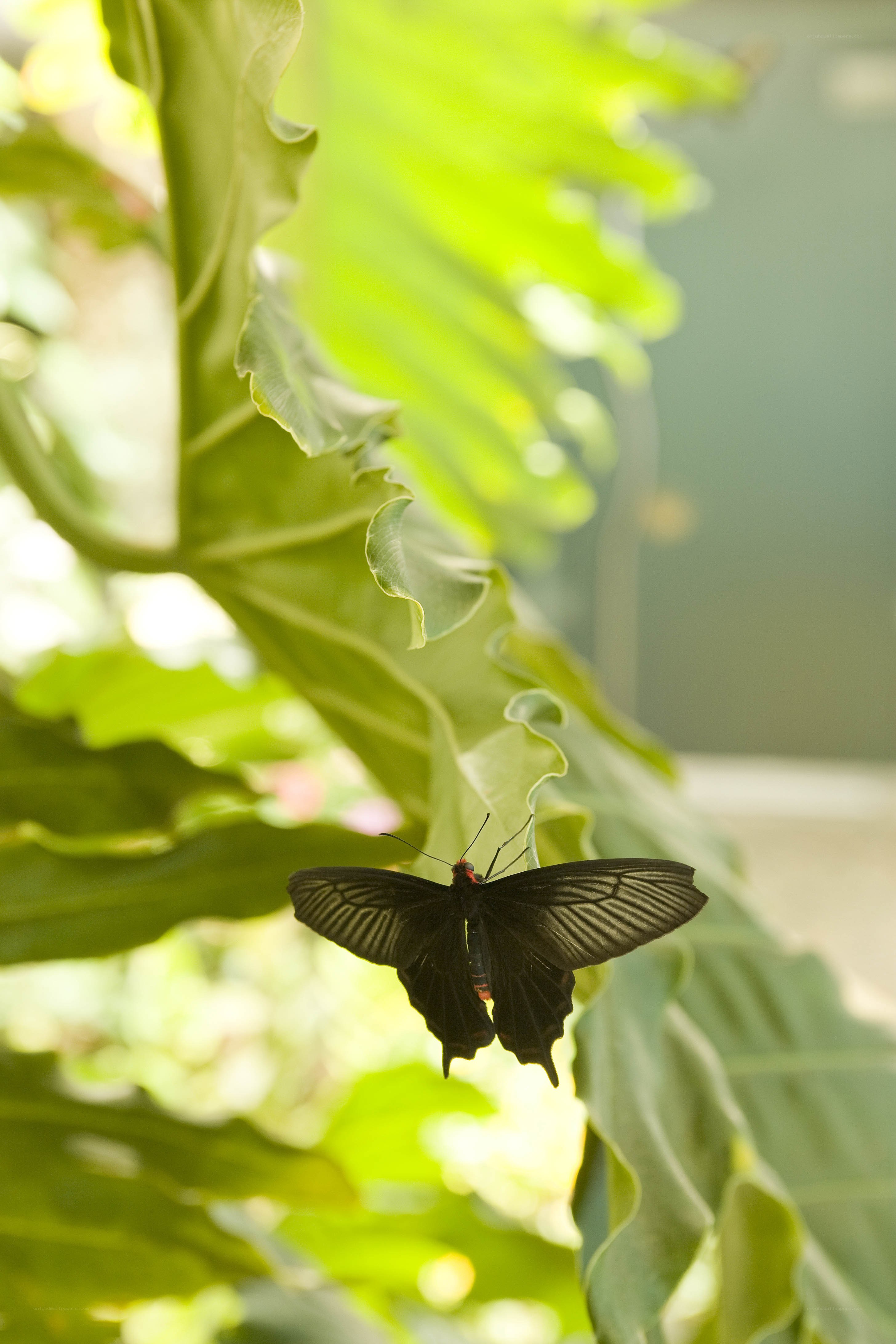 Black butterfly on green leaf