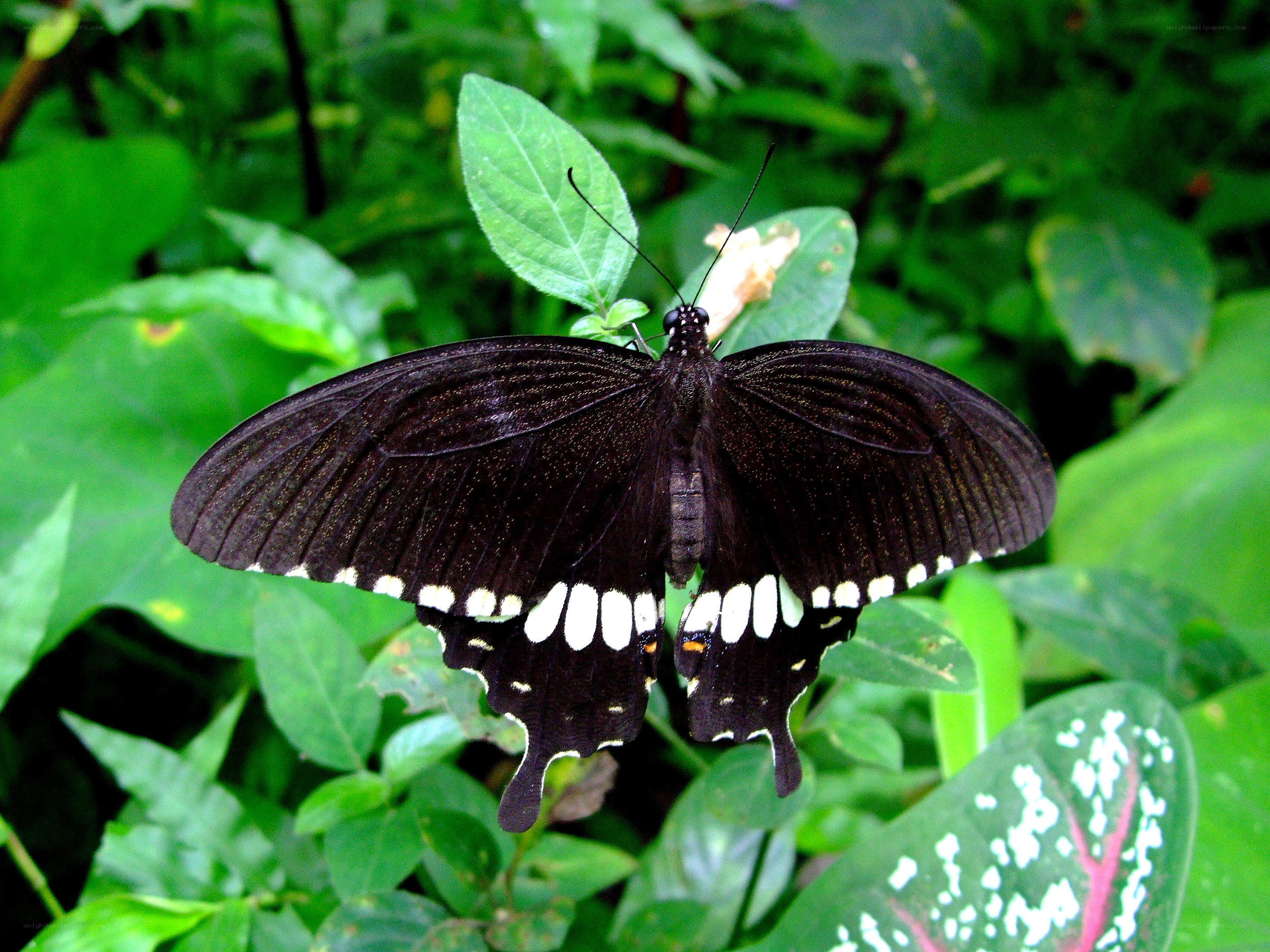 black butterfly on green leaves