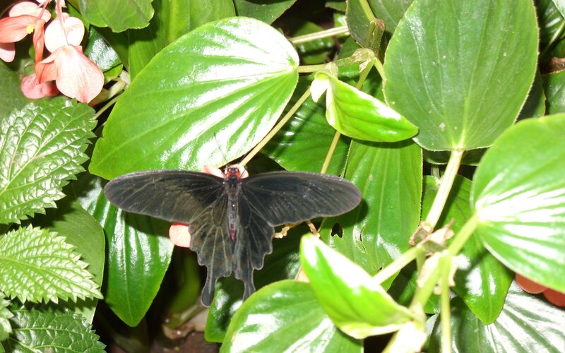 Black butterfly on green leaves