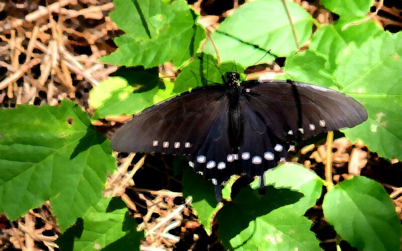 black butterfly on green leaves