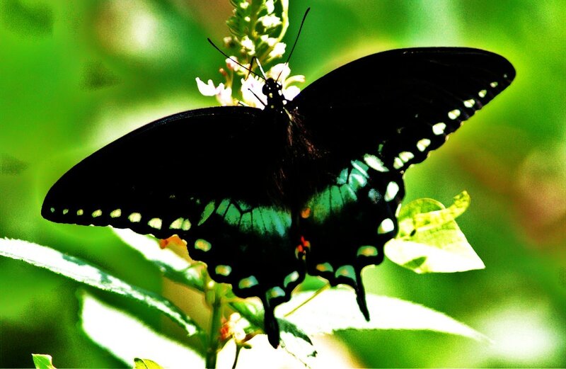 black butterfly on green plant