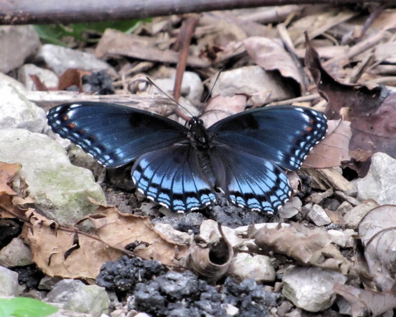 Black Butterfly on Ground — Blue
