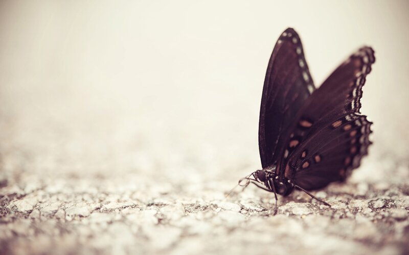 Black Butterfly on Ground — Calm, Photograph