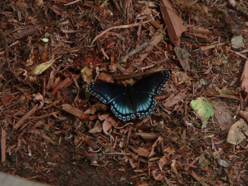 Black Butterfly on Ground — Calm