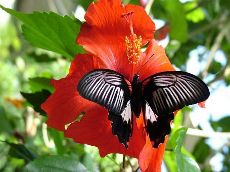 Black Butterfly on Hibiscus