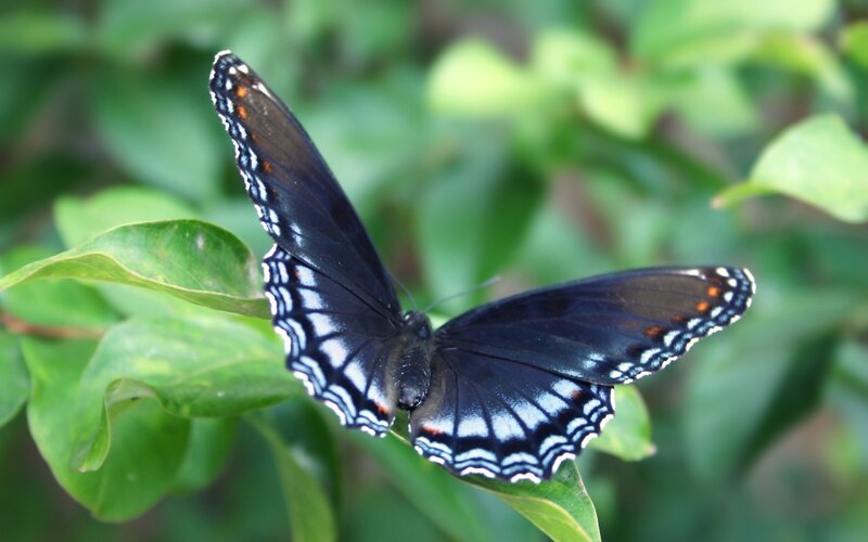 Black Butterfly on Leaf — Calm, Afternoon, Photograph