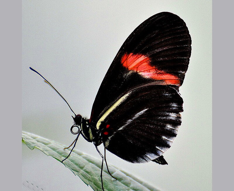 Black Butterfly on Leaf — Calm, Photograph, Antennae