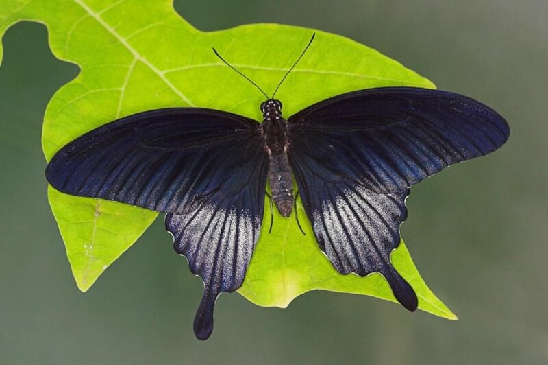 Black Butterfly on Leaf — Calm, Photograph, Green Background