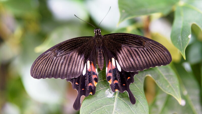 Black Butterfly on Leaf — Calm, Photograph, Greenery