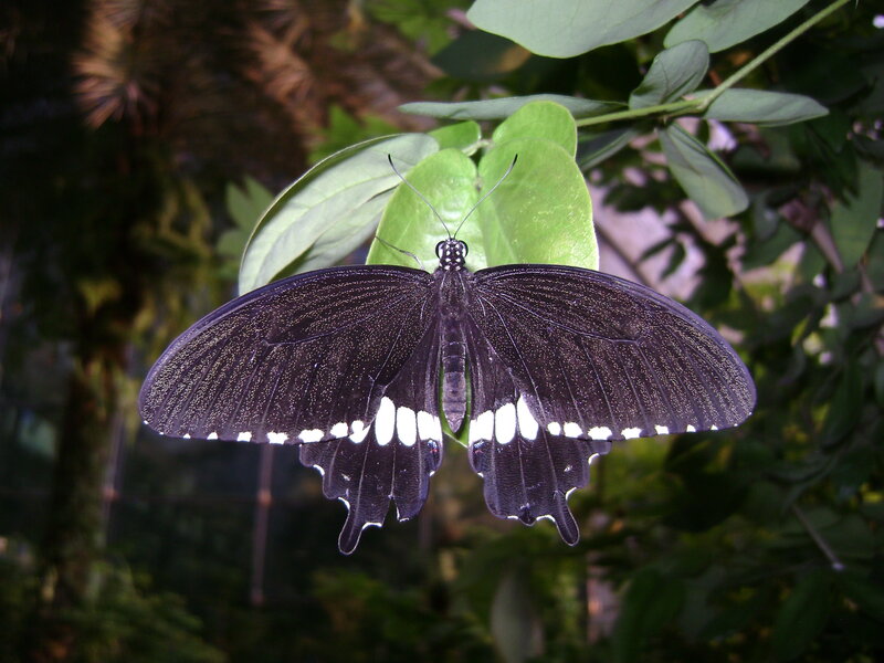 Black Butterfly on Leaf — Calm, Photograph