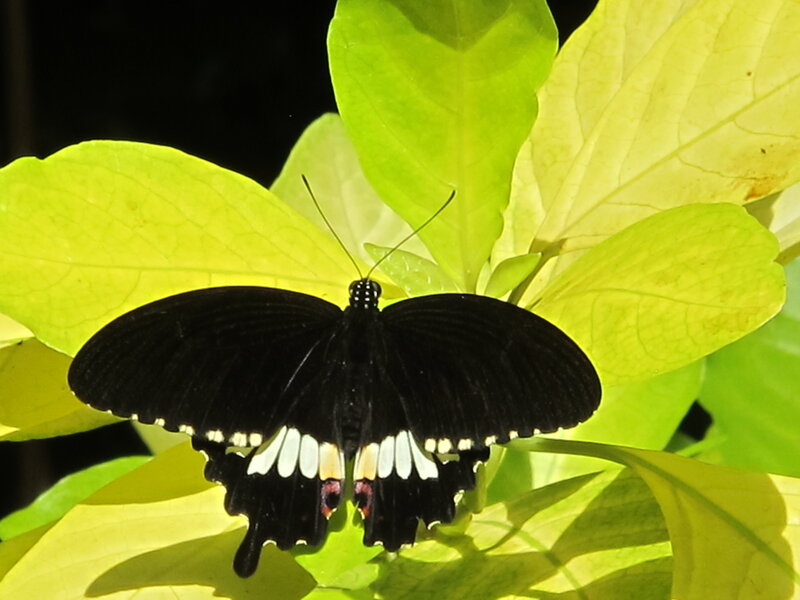 Black Butterfly on Leaf — Calm