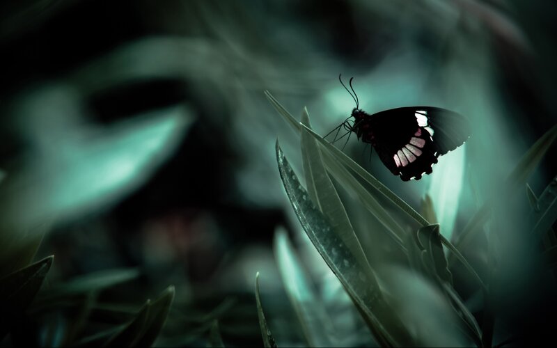 Black Butterfly on Leaf — Dark