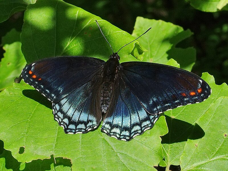 Black Butterfly on Leaf — Green, Calm, Afternoon