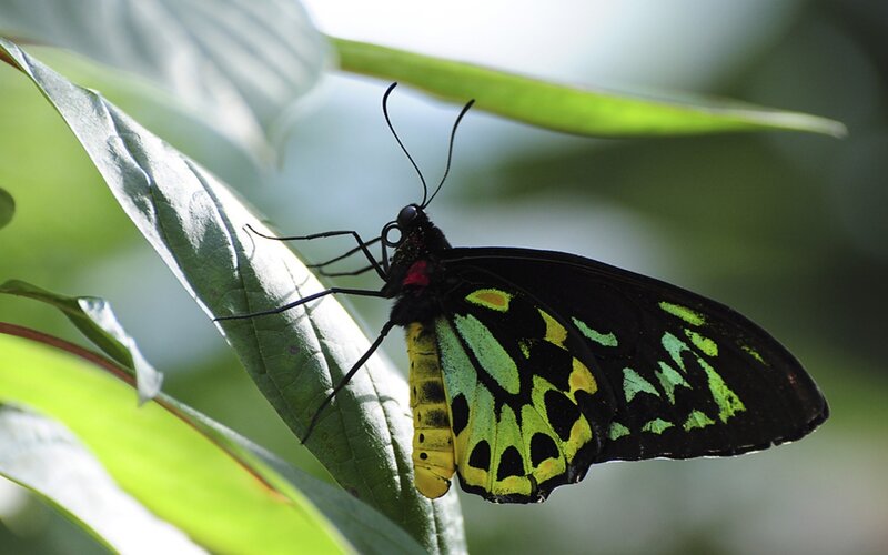 Black Butterfly on Leaf — Green, Calm, Photograph