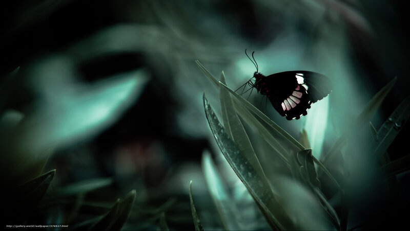 Black Butterfly on Leaf — Green, Dark, Night