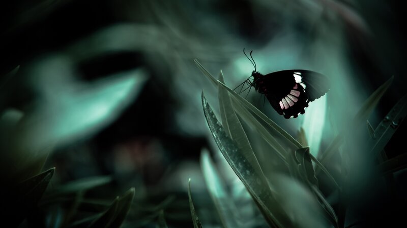Black Butterfly on Leaf — Green, Dark