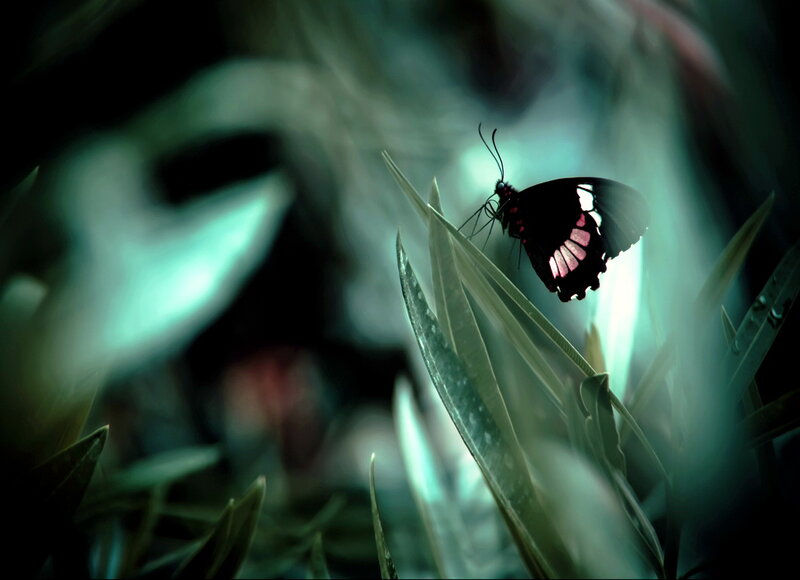 Black Butterfly on Leaf — Green, Dramatic