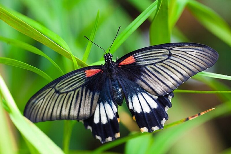 Black Butterfly on Leaf — Green, Natural, Afternoon