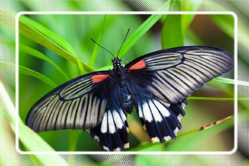 Black Butterfly on Leaf — Green, Natural, Photograph, Insect