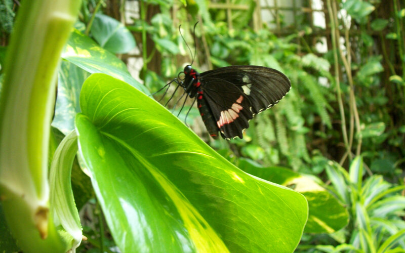 Black Butterfly on Leaf — Green, Natural, Photograph