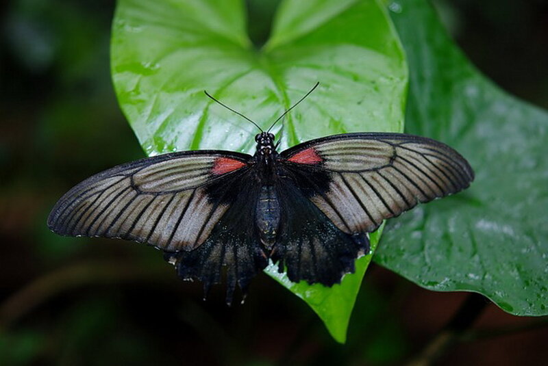 Black Butterfly on Leaf — Green, Natural