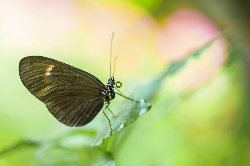 Black Butterfly on Leaf — Green, Serene, Photograph