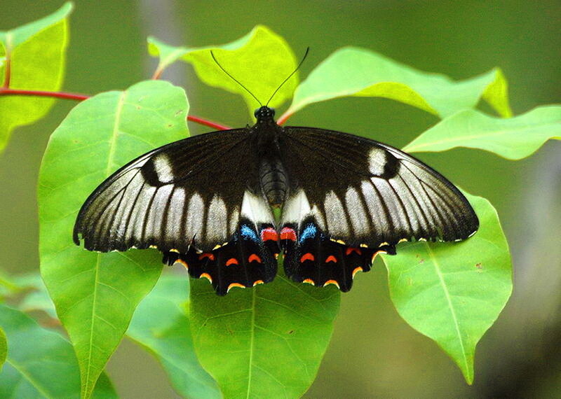 Black Butterfly on Leaf — Green