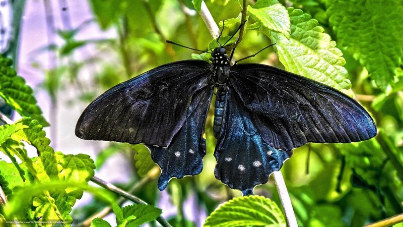 Black Butterfly on Leaf — Natural, Afternoon, Photograph