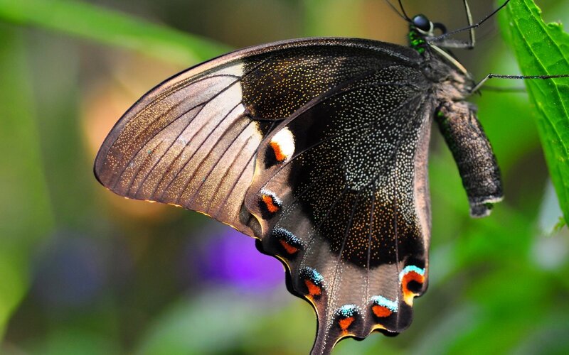 Black Butterfly on Leaf — Natural, Afternoon
