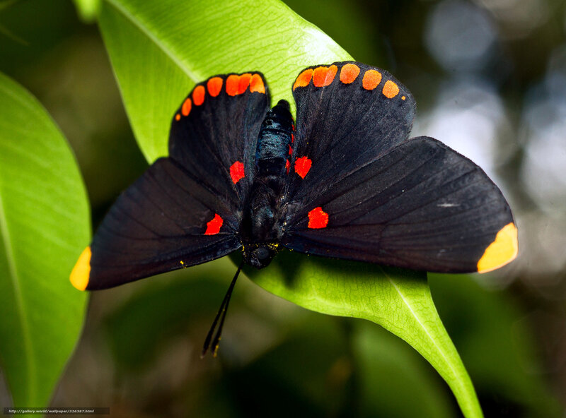 Black Butterfly on Leaf — Natural, Photograph, Green Background
