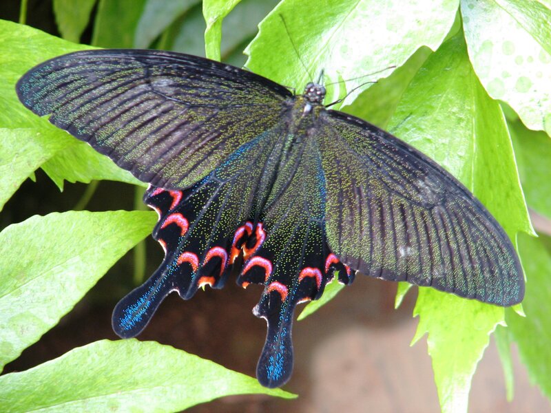 Black Butterfly on Leaf — Natural, Photograph, Green