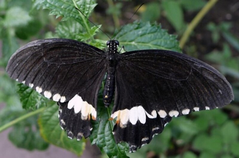Black Butterfly on Leaf — Natural, Photograph, Greenery
