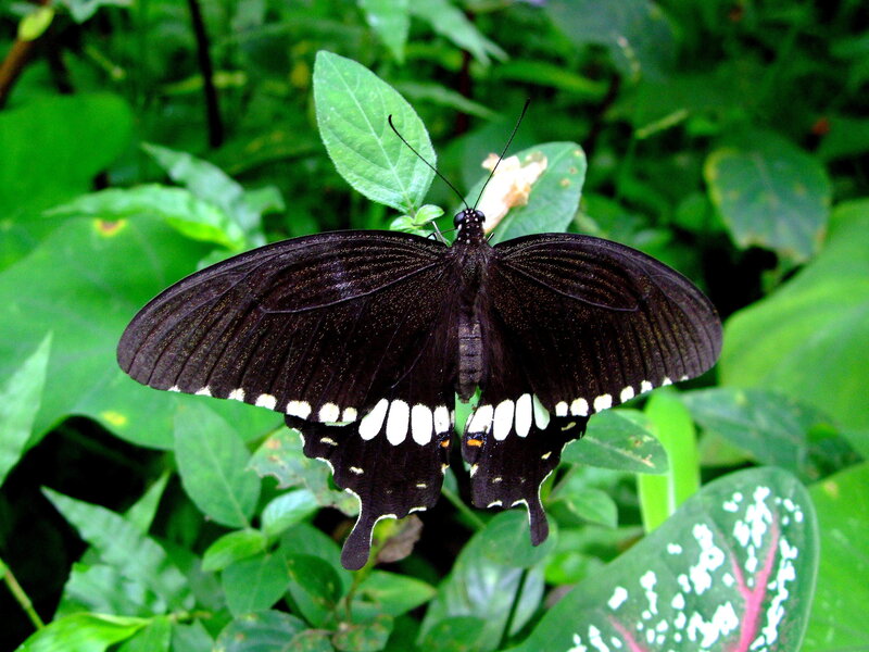 Black Butterfly on Leaf — Natural, Photograph, Plant