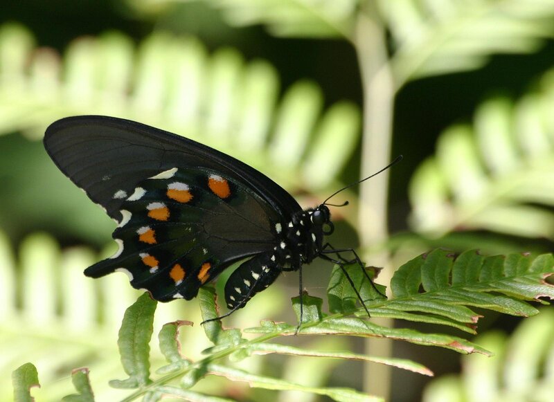 Black Butterfly on Leaf — Natural