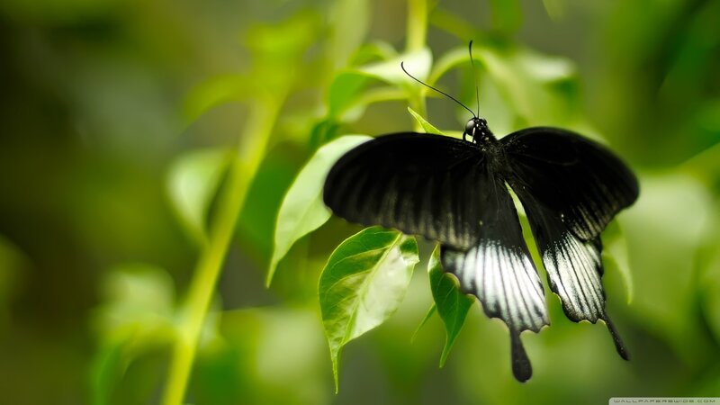 Black Butterfly on Leaf — Serene, Photograph, Plant