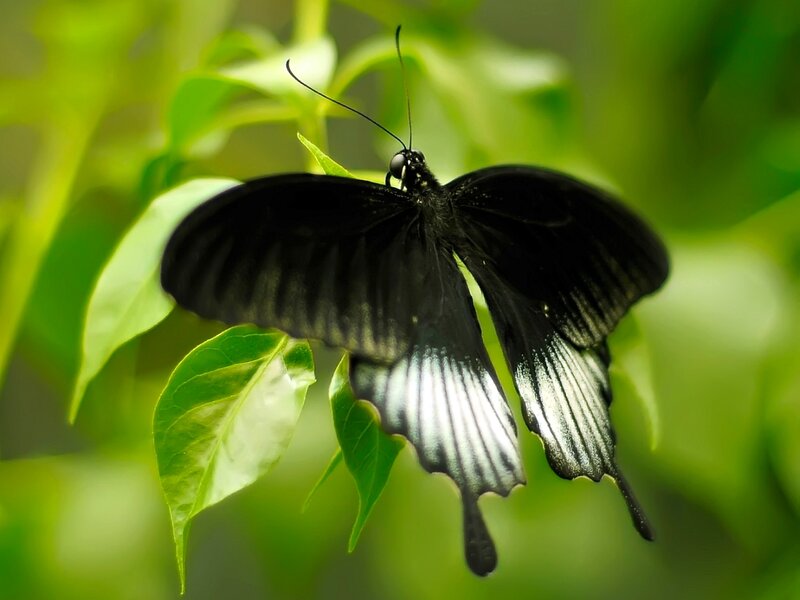 Black Butterfly on Leaf — Serene