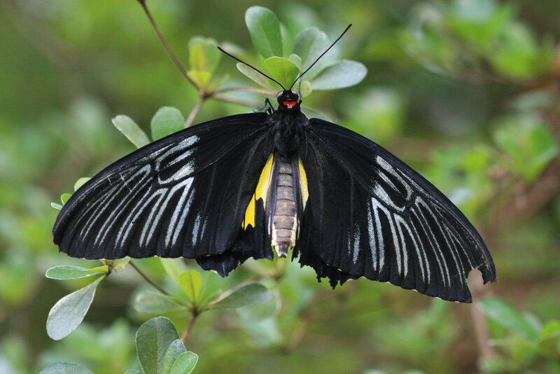 Black Butterfly on Leaf