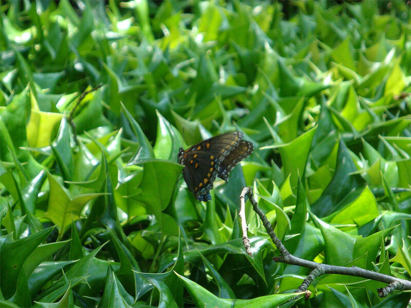 Black Butterfly on Leaves — Green, Natural